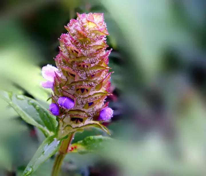 中草药各种花科普,花类的中草药有哪些