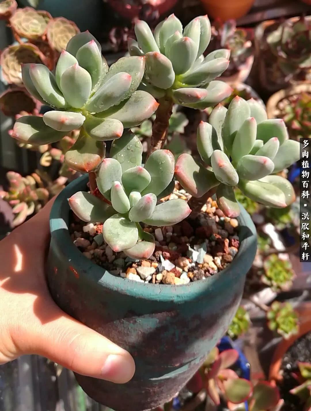 多肉的四季轮回,四季轮回多肉