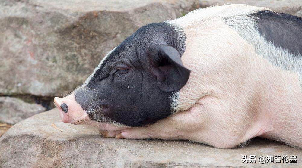 农村养殖项目小成本,农村小成本养殖