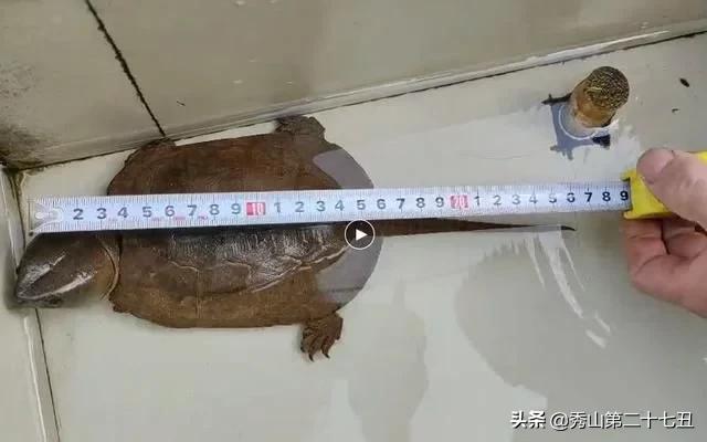 村民无意间在水里发现一个小动物,买小乌龟竟是国家二级保护动物