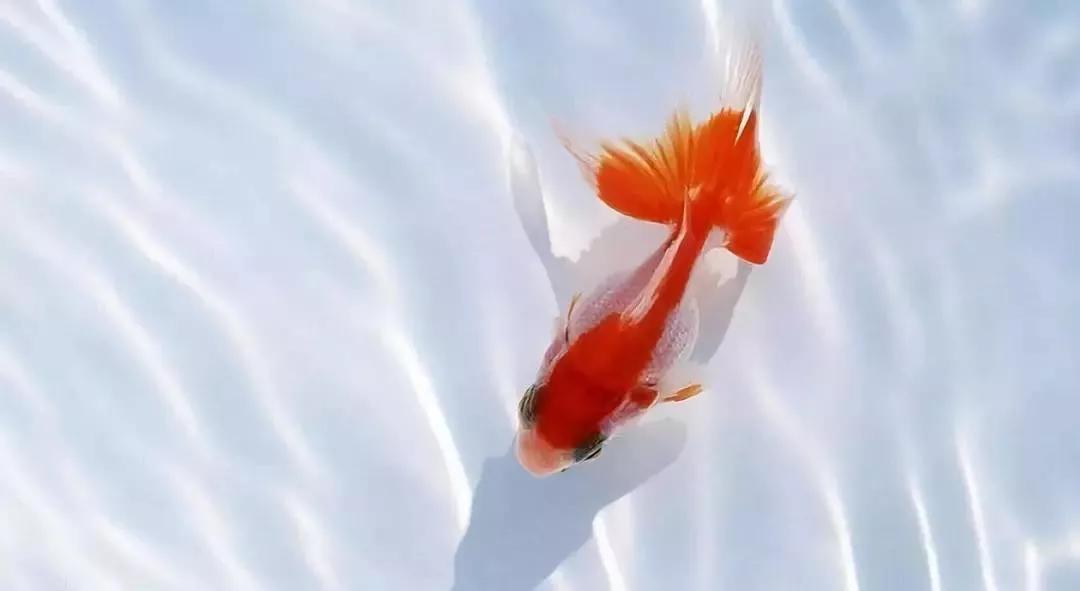 金鱼的饲养技巧和注意事项,草金鱼为什么养不大