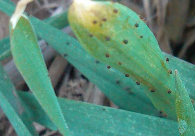 小麦红蜘蛛防治标准是多少,小麦红蜘蛛怎么防治讲座