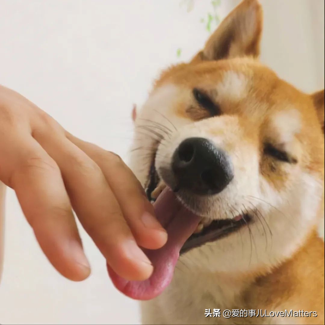 舔狗，*辱侮**了“舔”和“狗”