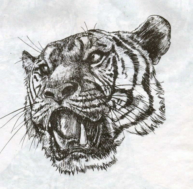 一百幅动物素描,近百幅动物画