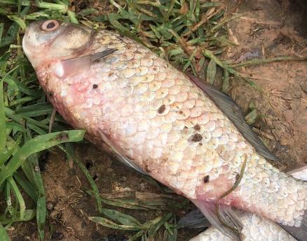 鱼类细菌性出血病几小时病变,鱼细菌性出血用什么药