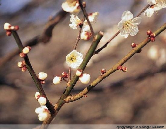 梅花香自苦寒来人生感悟,梅花香自苦寒来视频