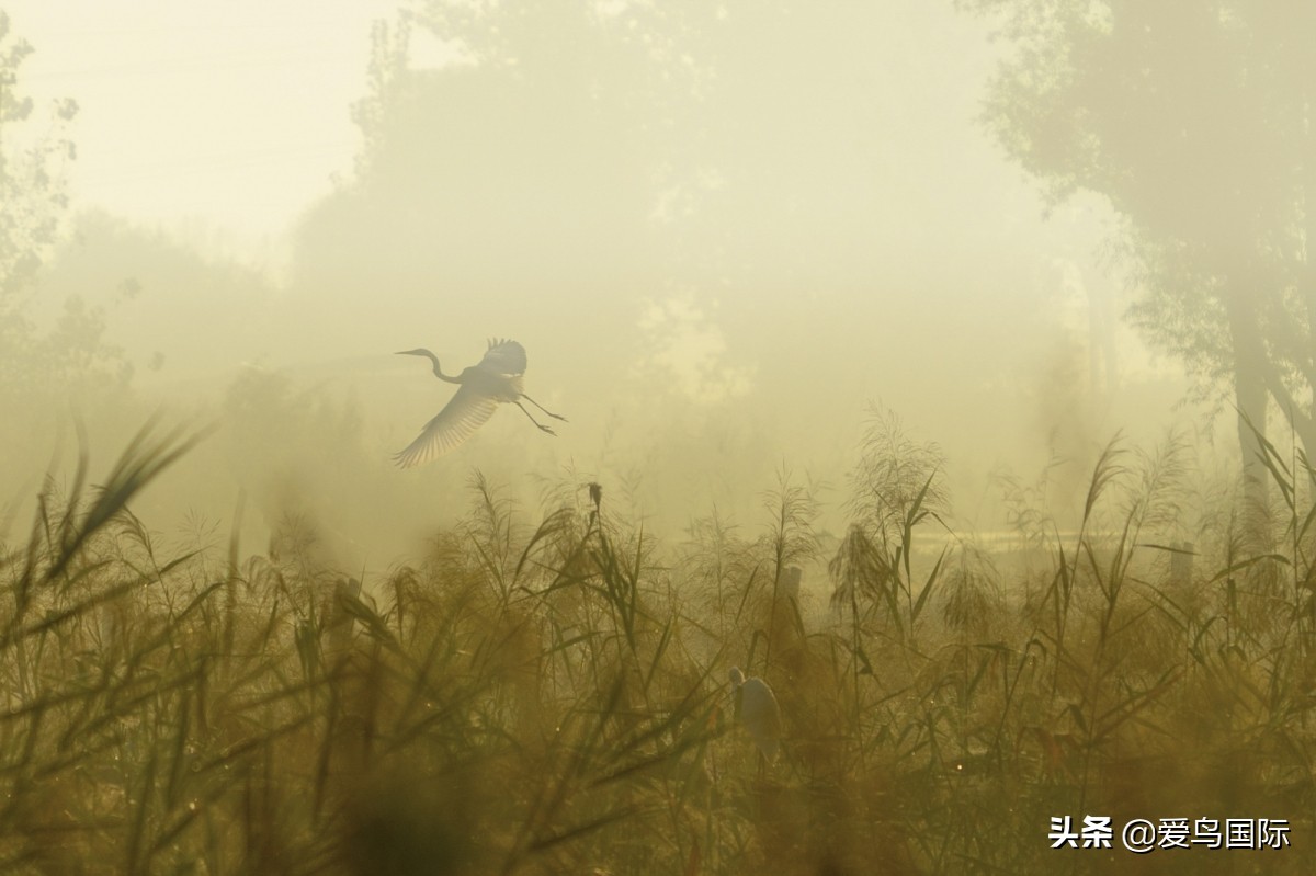 观鸟大年作品集,观鸟大年完整版