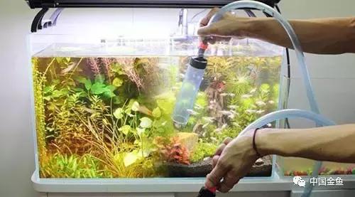 养金鱼的技巧和方法方便简单,初养金鱼的技巧和方法
