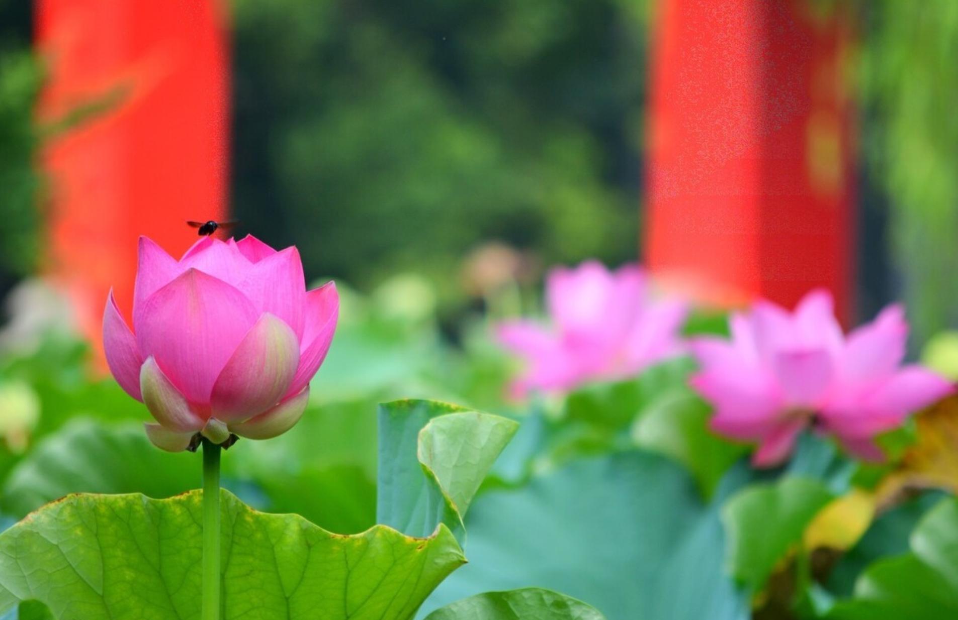 川大山大第5轮学科评估对比,第五轮学科评估重大vs川大