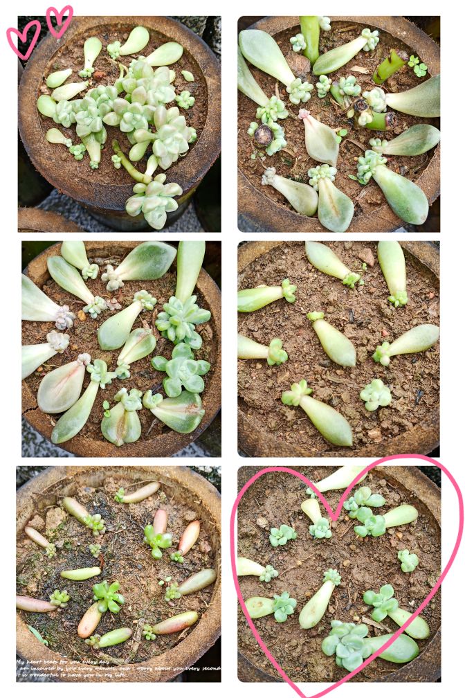 自制花盆营养水的方法,自制露台花盆土配方大全