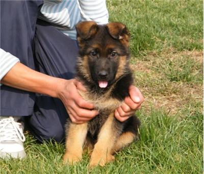 为什么德国人那么喜欢养狗,为什么很多人都喜欢养瑞士牧羊犬