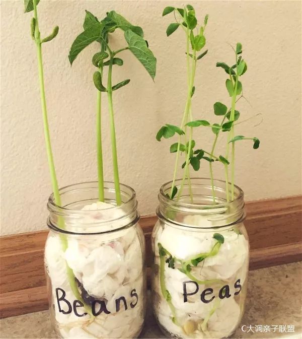 科学实验好奇心,科学入门小实验