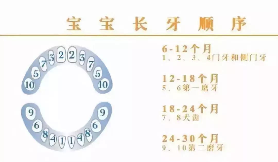 宝宝长牙期妈妈应该做什么,宝宝长牙时需要宝妈补什么