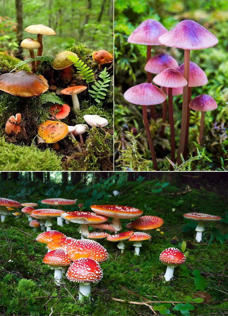 儿童画画教学简单3-5岁水彩笔蘑菇,小蘑菇水彩笔