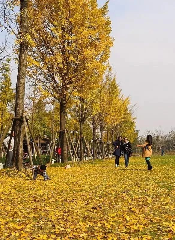 上海银杏叶打卡的地方,上海周边哪里有银杏叶