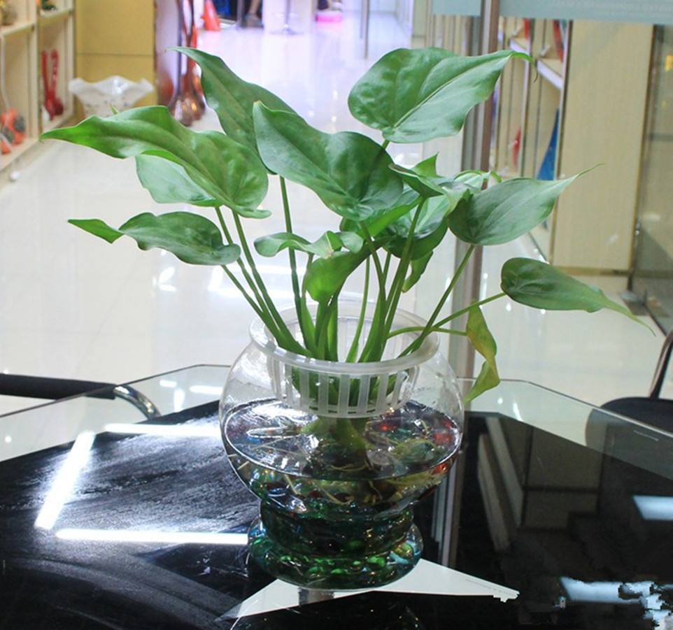 绿萝能直接泡鱼缸里养吗,绿萝枝叶放在鱼缸中会释放氧气吗