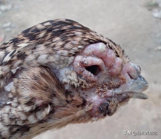 笼养的鸡眼睛肿了是什么情况,鸡为什么眼睛肿还出现脓包