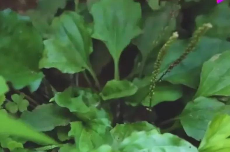 车前草清明节,车前草怎么做最好吃