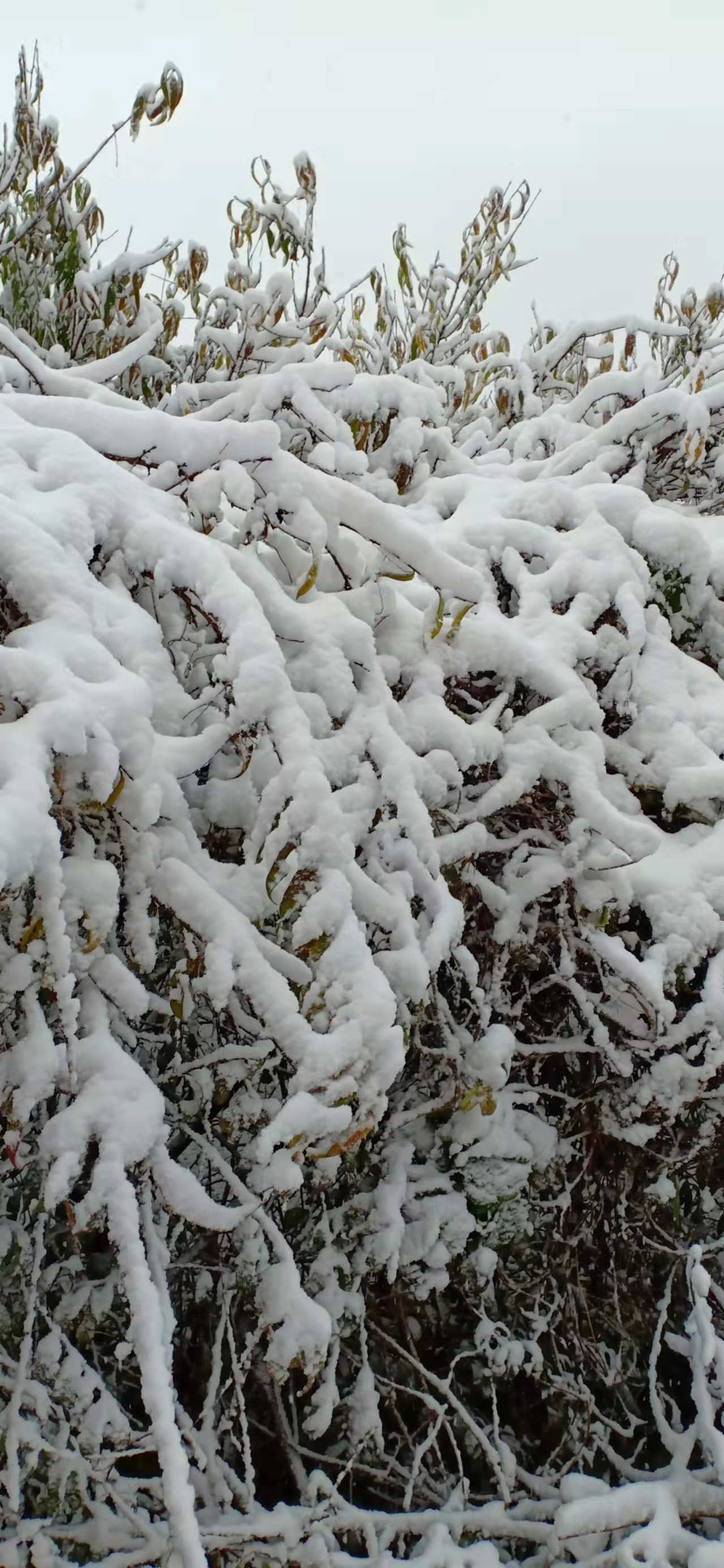 七绝立冬感怀新韵,五绝立冬感怀