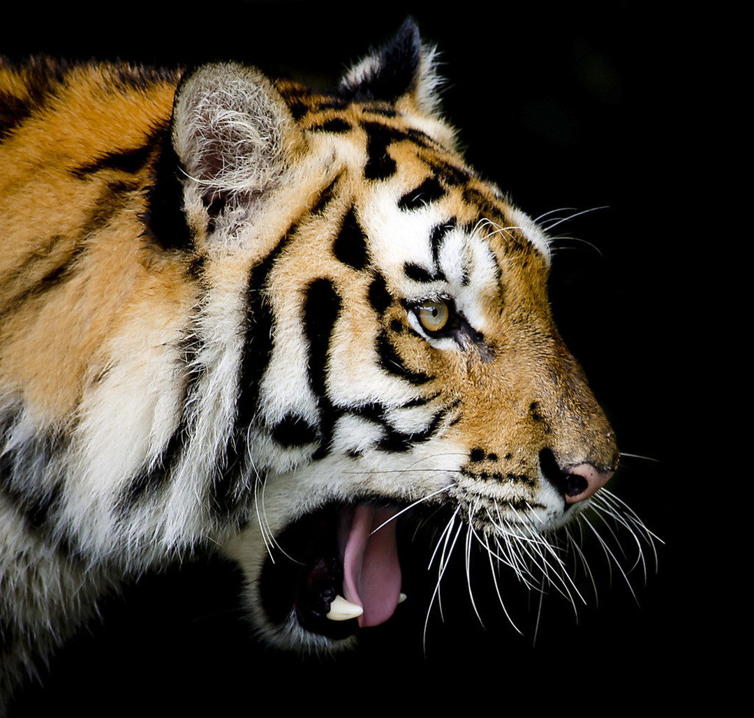 铁汉有柔情吗？看看老虎的繁殖与交配，了解冷门的知识点