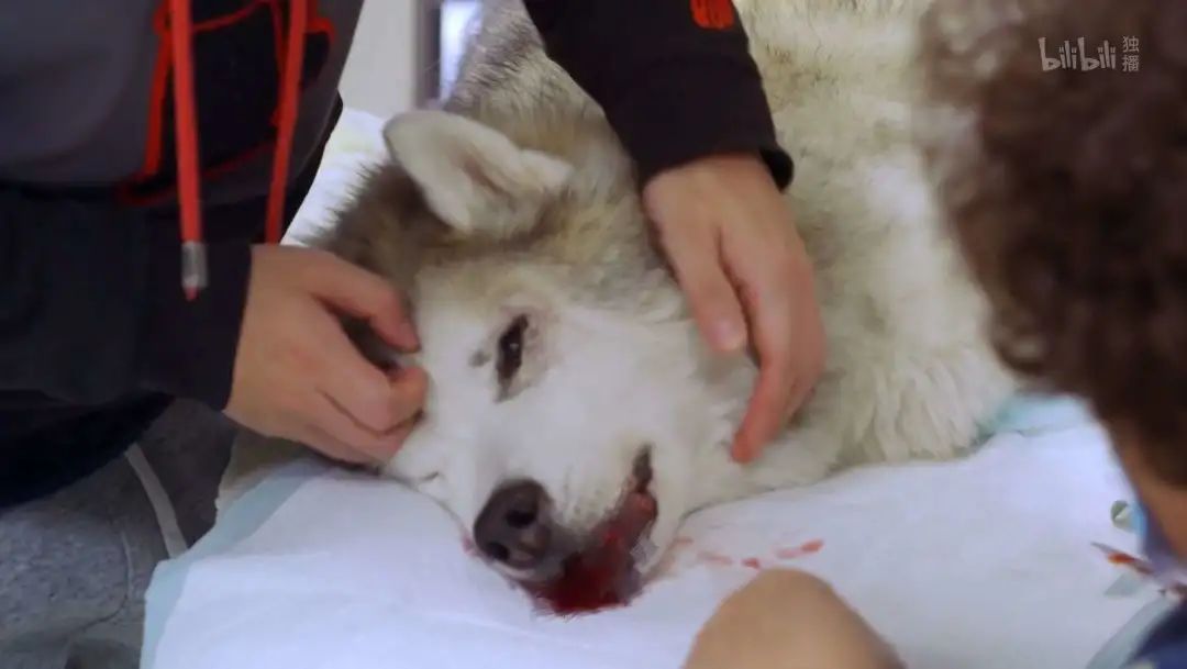 b站高分历史纪录片,2分钟一集的b站纪录片