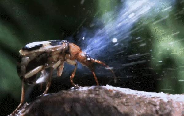 放屁虫昆虫杀手,放屁虫生化武器