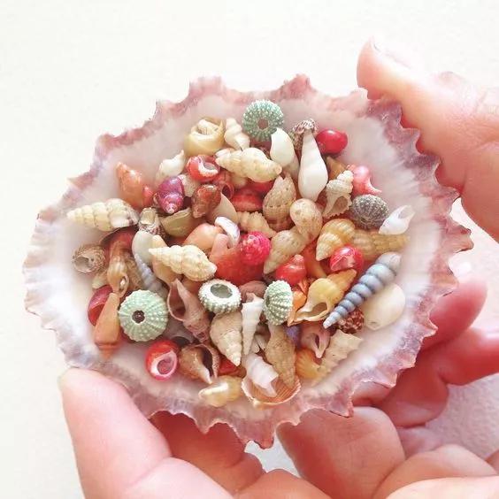 海边捡的贝壳可以做什么手工,贝壳创意手工种花