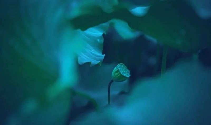 繁华过后一盏清茗也能品出百味,繁华之后静立于世