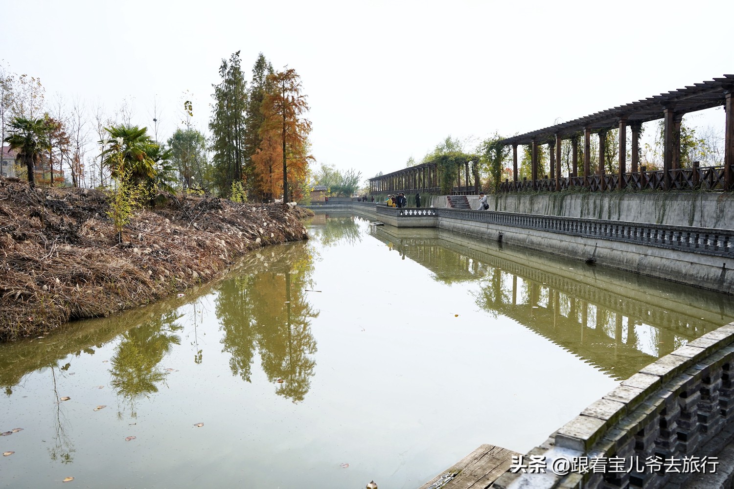 南京燕雀湖水杉林,南京秋天水杉林