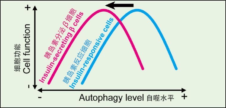 我们人体排毒系统有多强,细胞自噬对身体不好