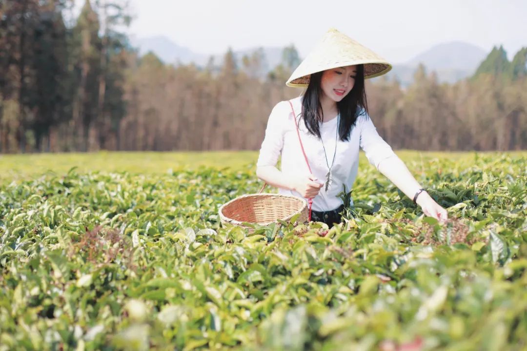 苏州去腾冲旅游攻略,苏州到腾冲旅行攻略