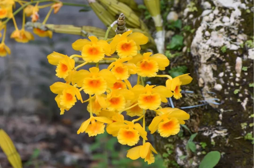 林草科普图片,林草科普