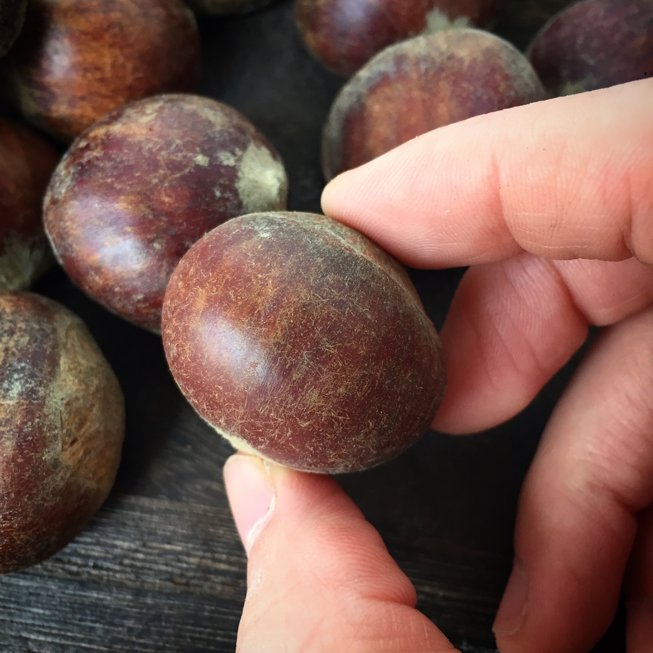 挑选板栗,怎样挑选板栗不容易变黑