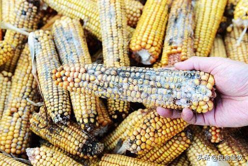 你家的鸡子在无意间感染霉菌,你知道吗