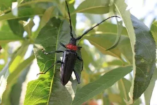 红颈天牛对人体有什么危害,蛀干天牛防治方法