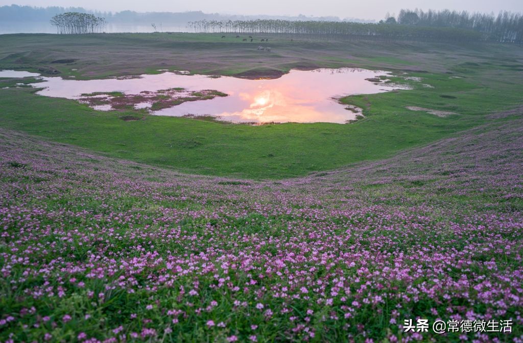 常德丹洲大草原介绍,丹洲草原风景