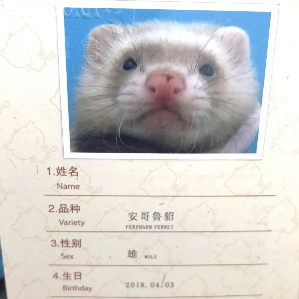 一只鸭子一万五元,一只鸭子一万多