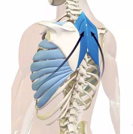 舒缓胸椎瑜伽体式,瑜伽体式胸椎是稳定还是灵活