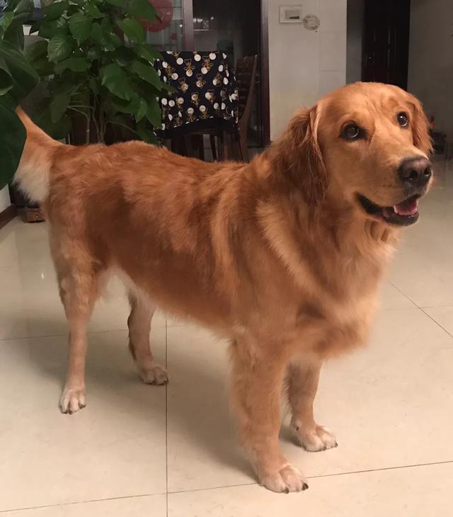 金毛犬如何养殖,金毛犬各个阶段如何饲养呢