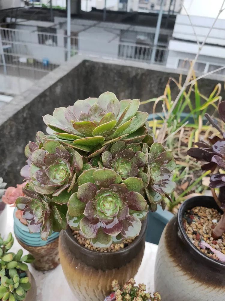 疫情期间在家欣赏多肉,疫情期间被多肉治愈