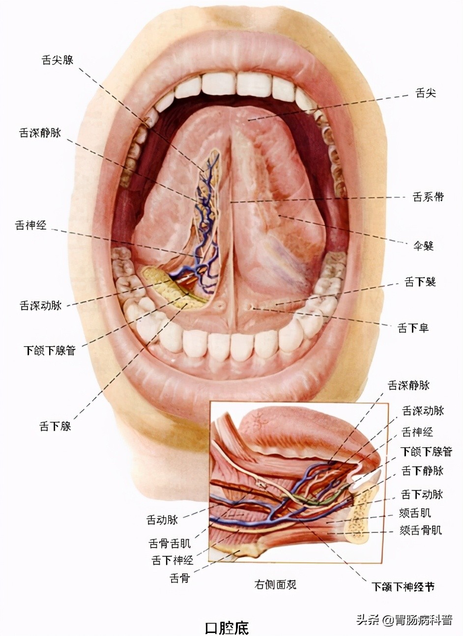 消化系统解剖图视频,消化系统解剖图手绘简单