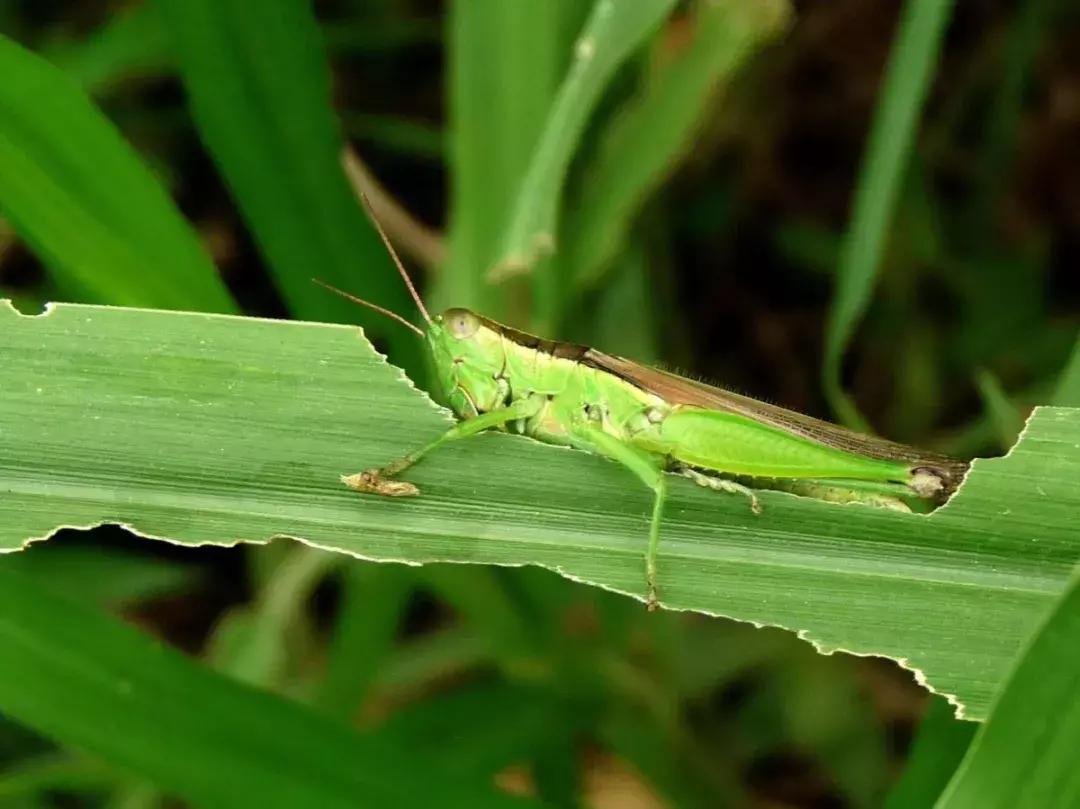 自贡有哪些稀有动物,自贡有哪些小动物