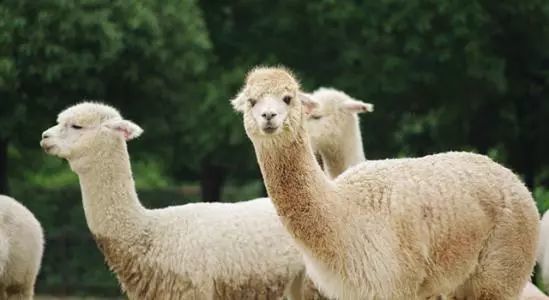 长隆野生动物世界营业时间,广州长隆野生动物园要玩多久