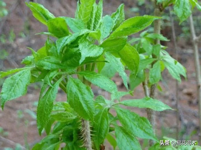 刺五加和五加皮的区别图片对比,刺五加是种什么药材