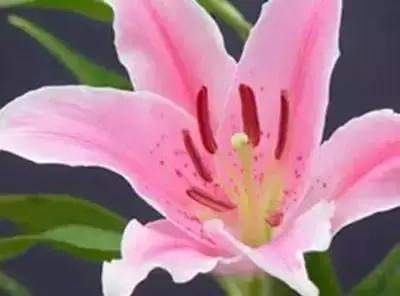 100种花的英文和花语是什么,100种花的花语以及送花礼仪分享