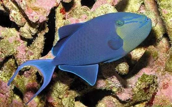 fot海水观赏鱼,fot鱼品种