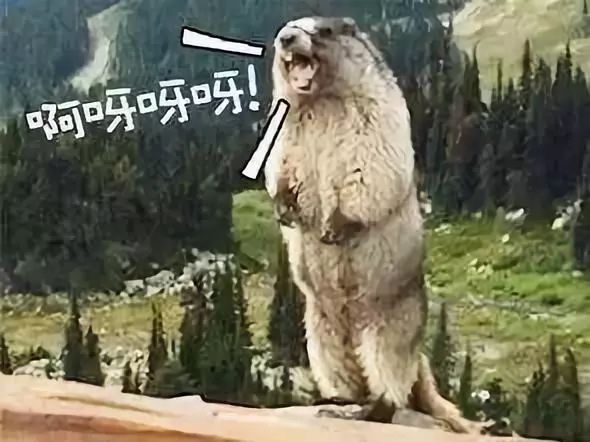 土拨鼠打架视频素材,土拨鼠打架画面被揭露