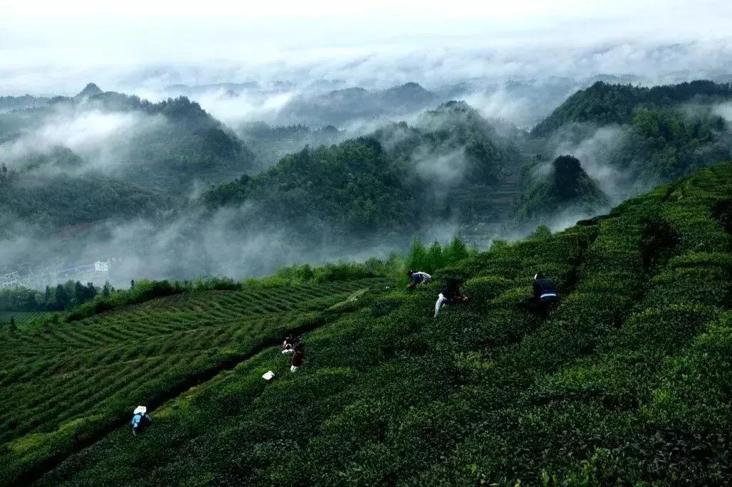 出口欧洲茶叶公司,出口欧洲茶企业