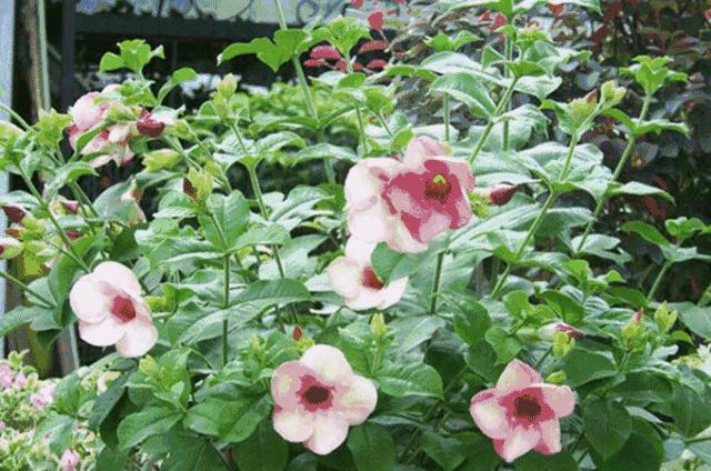 深圳年货批发市场进货渠道,深圳宝安区年货批发市场