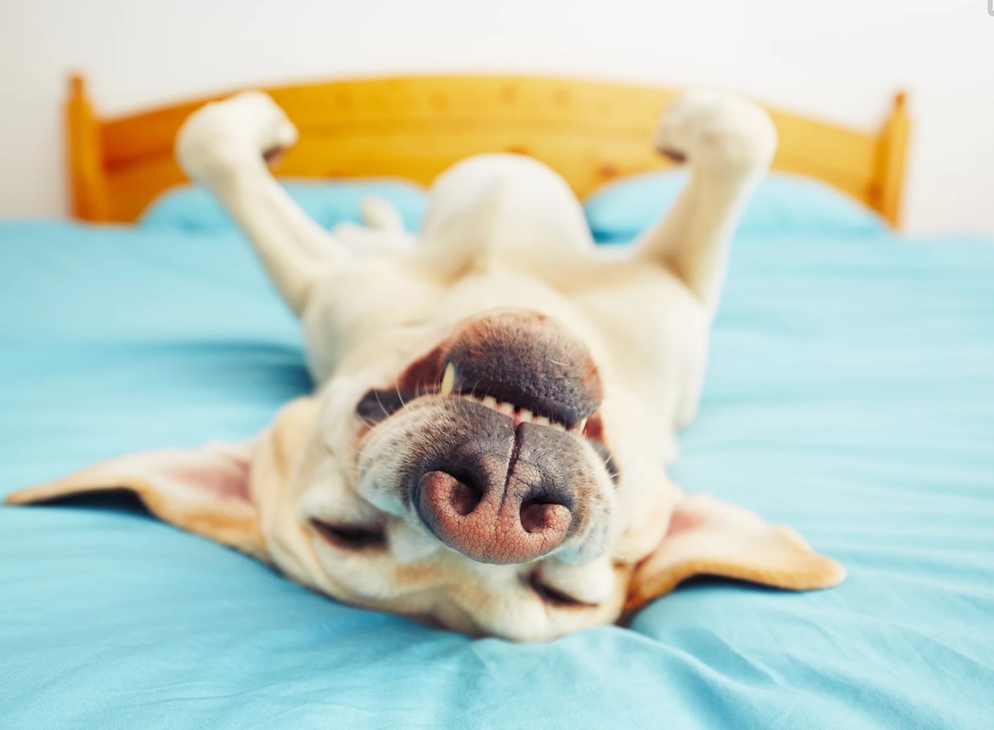 狗狗睡觉的最佳方法,狗狗睡觉姿势大揭秘